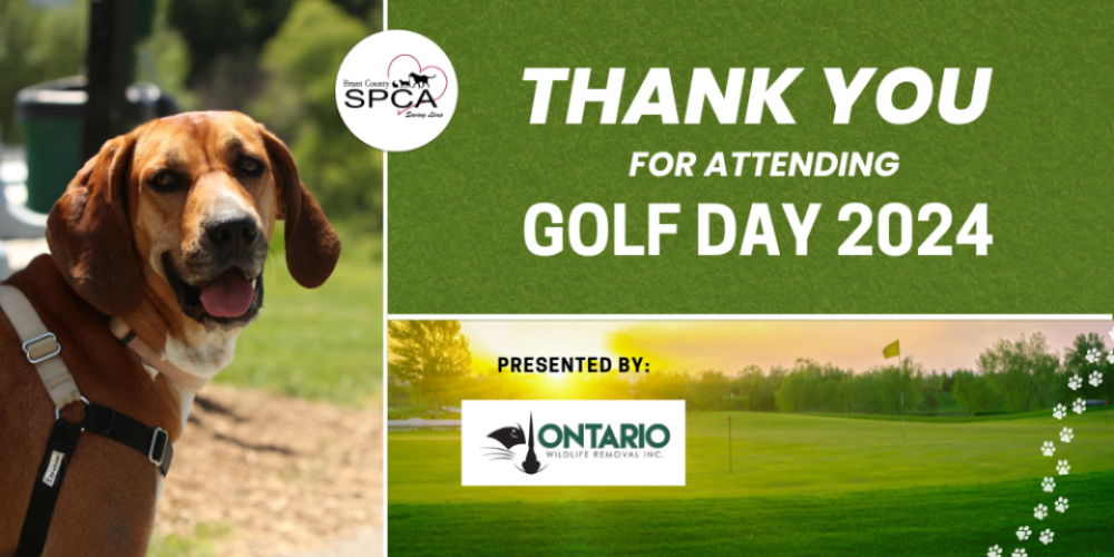 Lucy’s Foster Home Success: A Golf Day Celebration