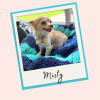 Misty’s Story: A Journey of Love, Care, and Community