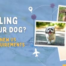 Traveling with your Dog? Review the New US Travel Requirements