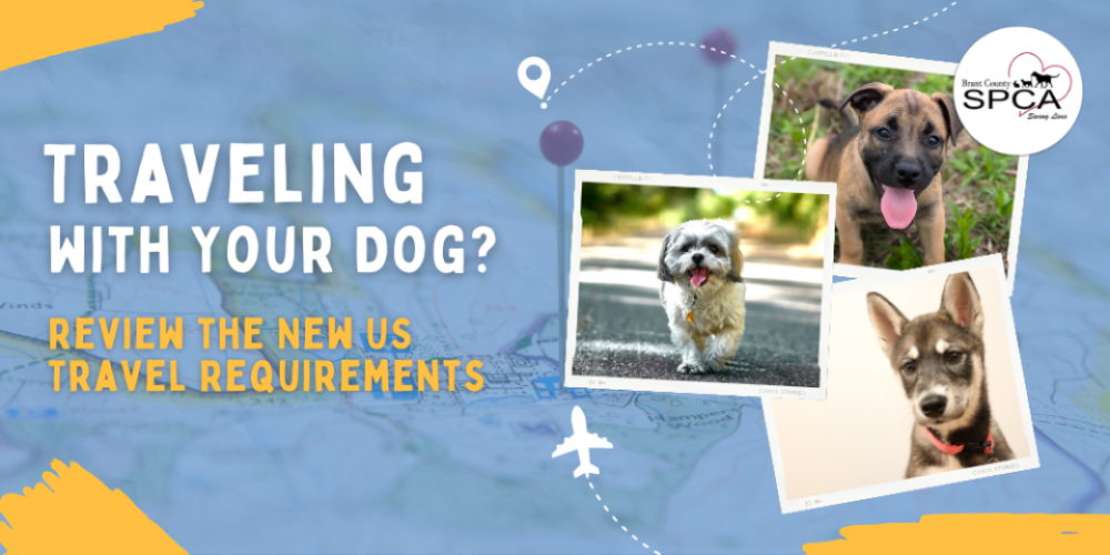 Traveling with your Dog? Review the New US Travel Requirements