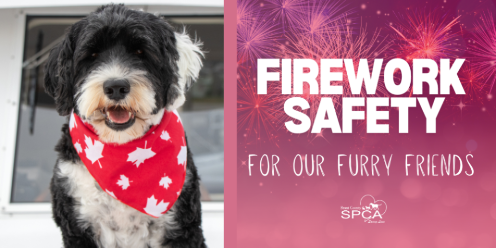 Firework Safety for Your Pets on Canada Day Weekend