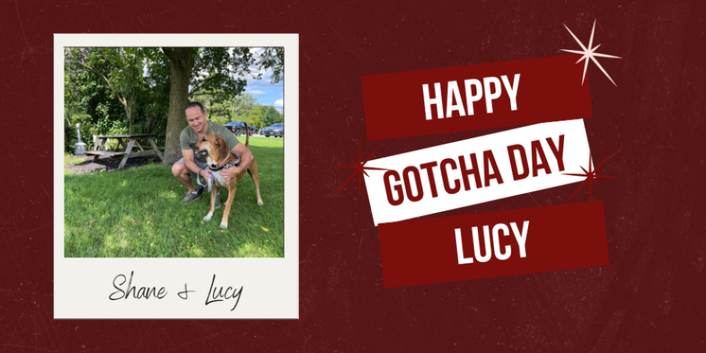 After 335 Days in the care of the Brant County SPCA – Lucy has Been Adopted. Happy Gotcha Day Lucy!