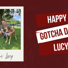 After 335 Days in the care of the Brant County SPCA – Lucy has Been Adopted. Happy Gotcha Day Lucy!